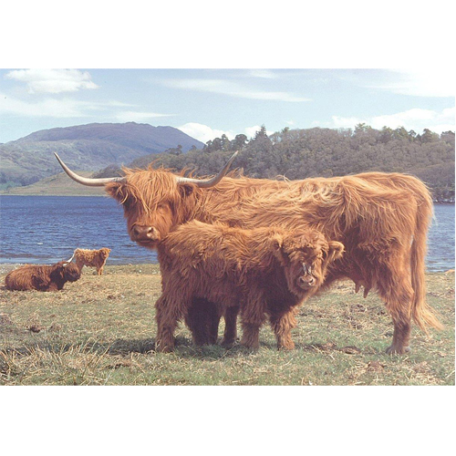 

Пазлы Highlanders 1000 Piece Puzzle