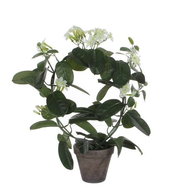 

Декоративное растение Mica Decorations Stephanotis, белый