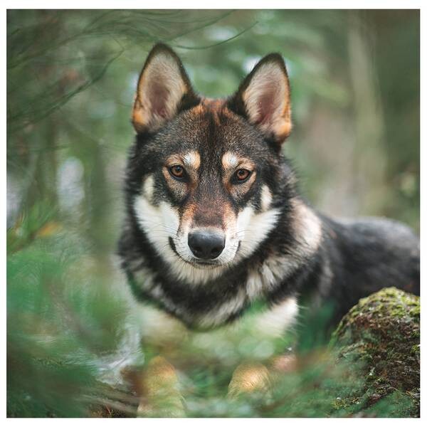 

Картина на холсте LegendArte Hockender Wolf, многоцветный