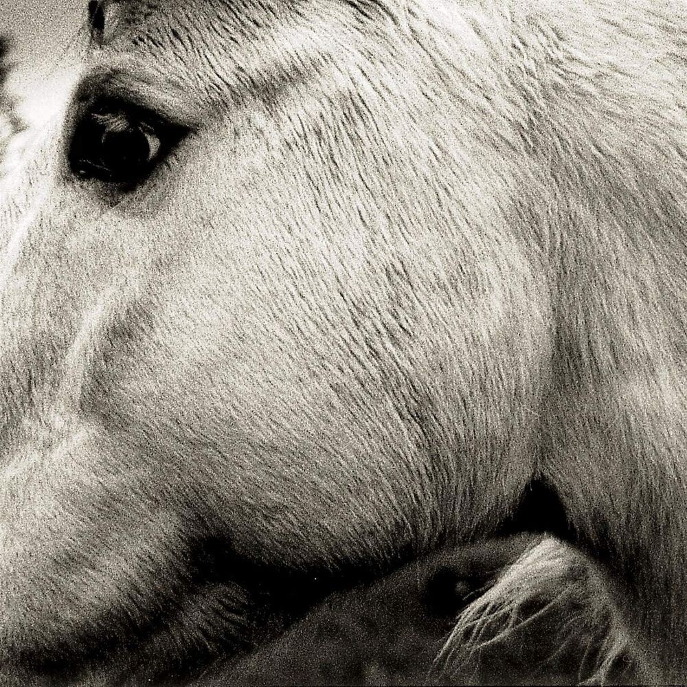 

Виниловая пластинка LP Bonny Light Horseman - Bonny Light Horseman