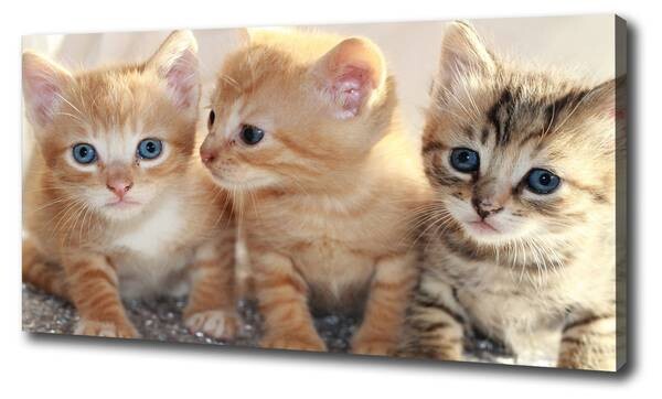 

Фреска Tulup Kleine Katzen, оранжевый
