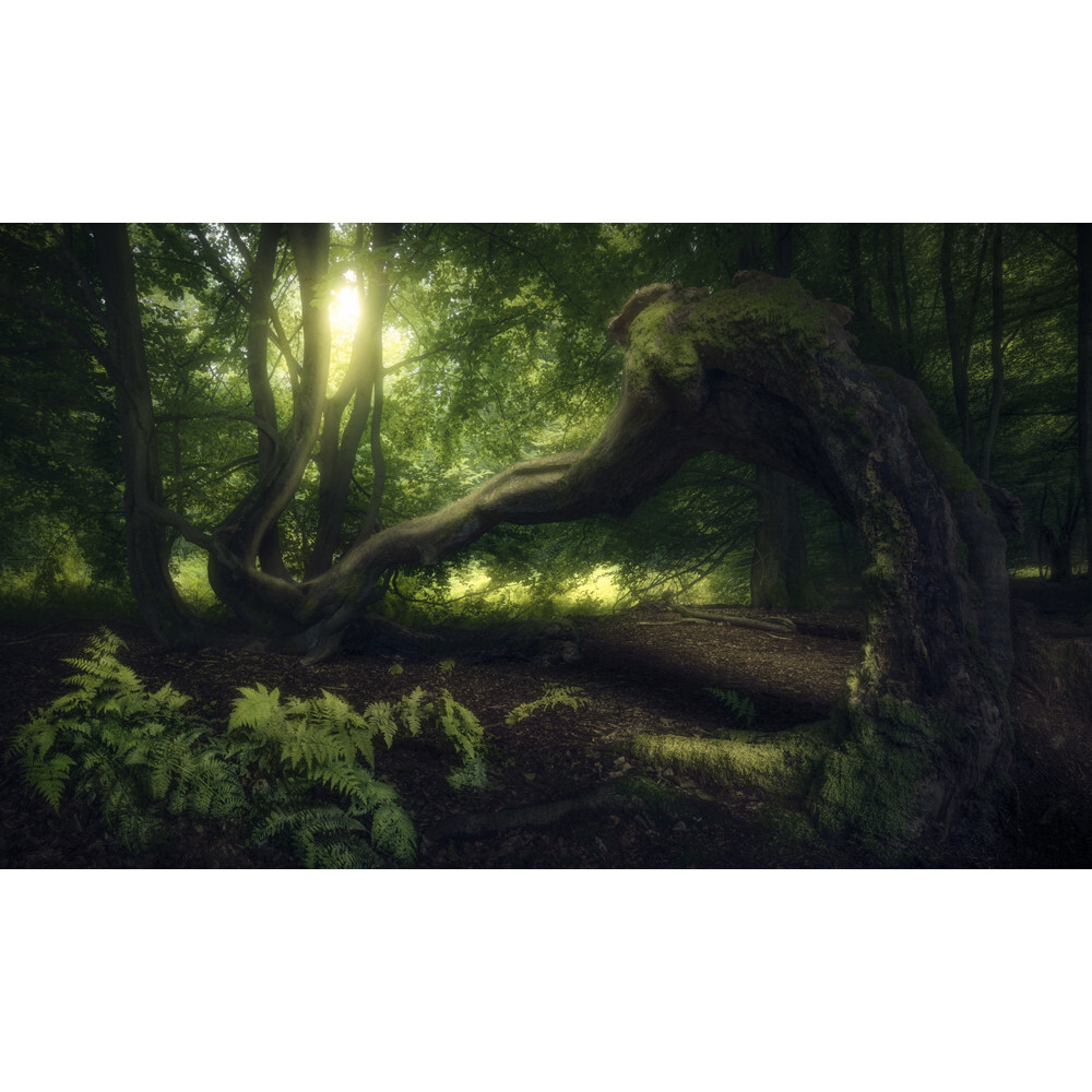 

Аксессуары N3 Art N3 Playmat: Senescent Tree (24" x 14") (Clearance)