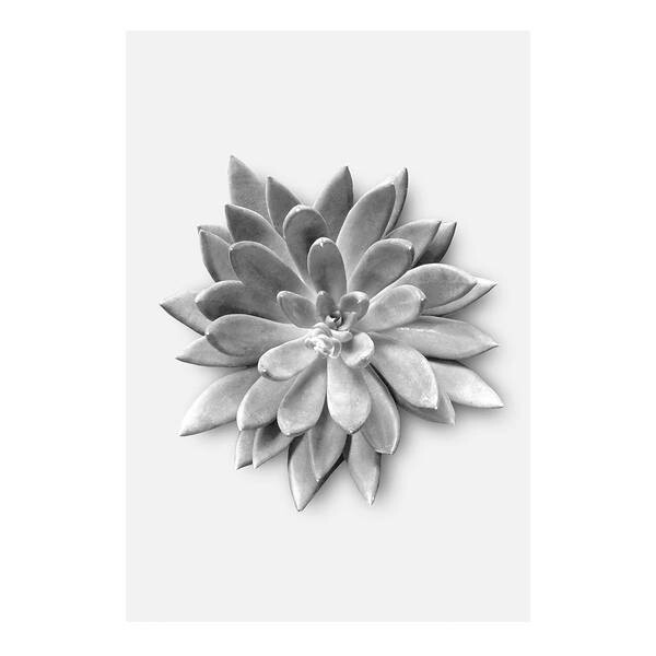 

Фреска Komar Succulent Agave цвет schwarz /weiß/grau
