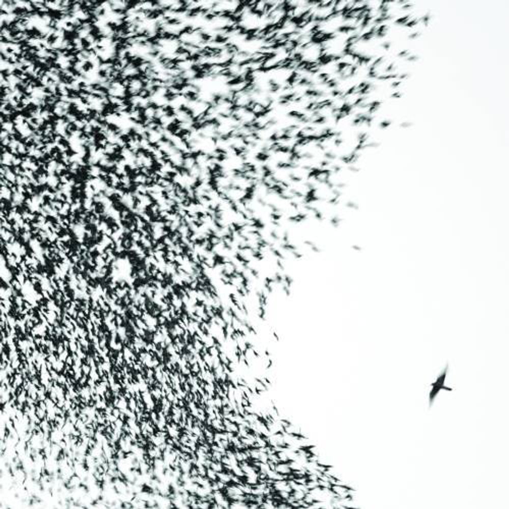 

Виниловая пластинка LP Sky Blue Sky [180 Gram Vinyl] - Wilco