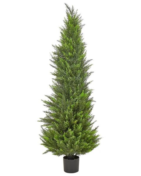 

Декоративное растение Beliani CEDAR TREE цвет grün/eiche dunkel