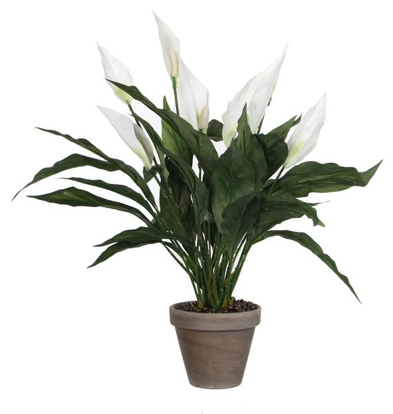 

Декоративное растение Mica Decorations Spathiphyllum, белый