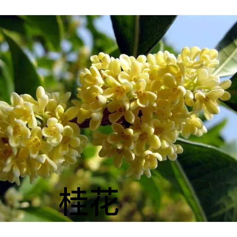 Парфюмерная вода Gucci The Alchemist's Garden Osmanthus Nectar, 100 мл — фото 4