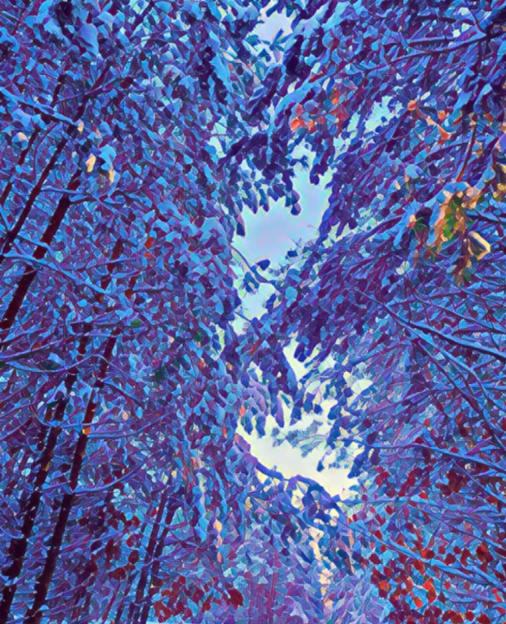 

Notebook composition: View of the sky through the snowy branches of trees in winter . Wide Ruled Notebook With Line Interiors 100 pages (Independently published)