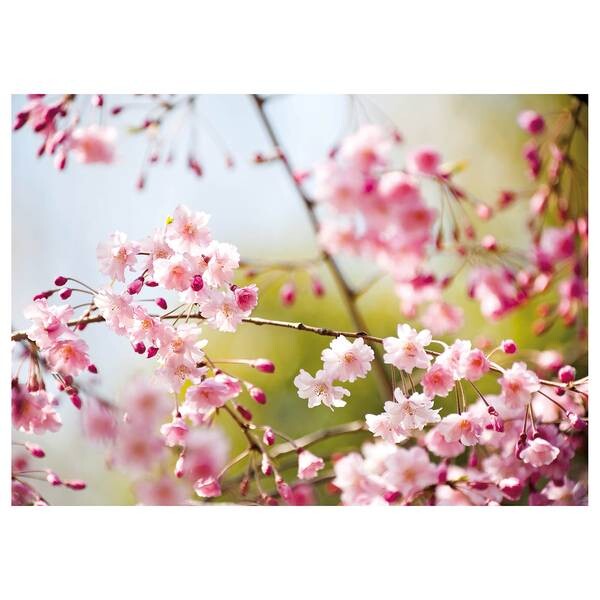 

Картина на холсте A.S. Création Cherry Blossoms, розовый