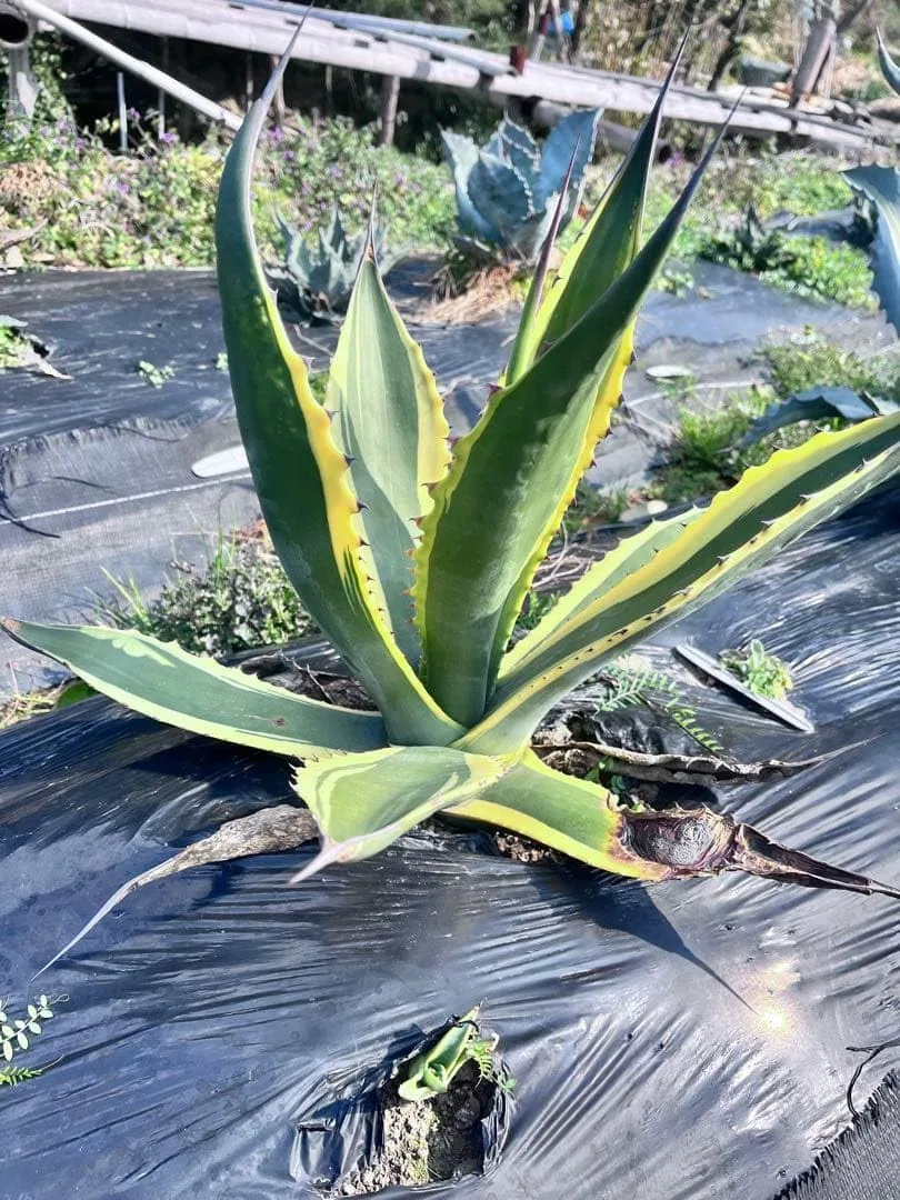 Баттер для тела Agabe Pherox Butter Finger Plant — фото 4