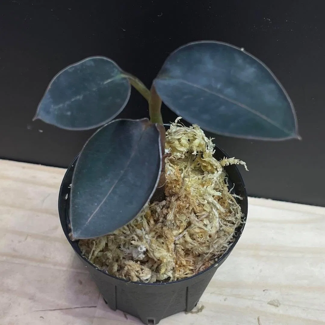 Румяна Jewel Orchid Ludisia Discolor