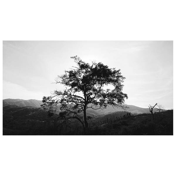 

Картина на холсте LegendArte Baum in den Hügeln, серый