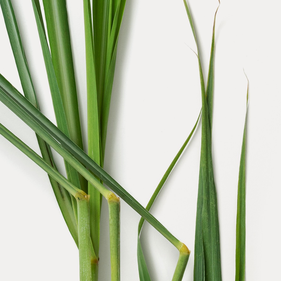 Масло для тела zitrone lemongrass pflegeöl Dr Hauschka, объем 75 мл — фото 4