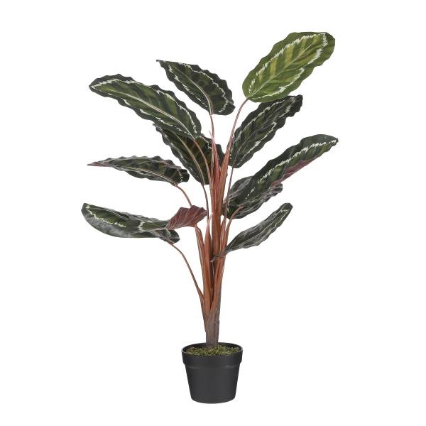 

Декоративное растение Mica Decorations Calathea Roseoptica, зеленый