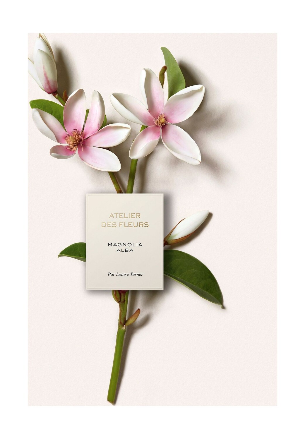 Парфюмированная вода Chloe Atelier des Fleurs Magnolia Alba — фото 4