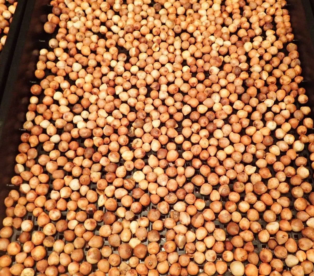 Масло для лица Nauhiaherb Ishigakijima Tamanu Oil 30 мл — фото 4
