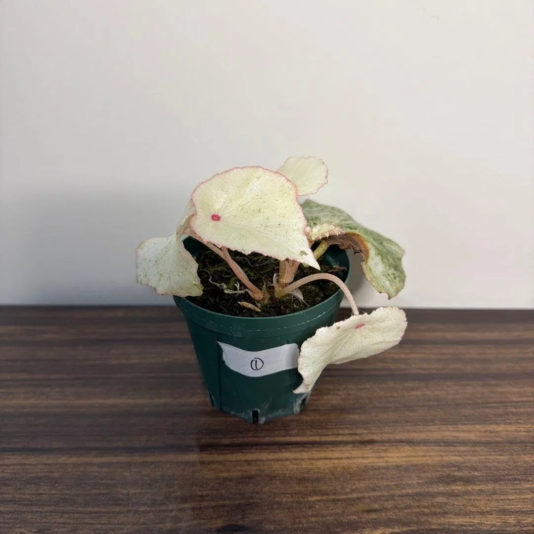 Помада Begonia Rouge