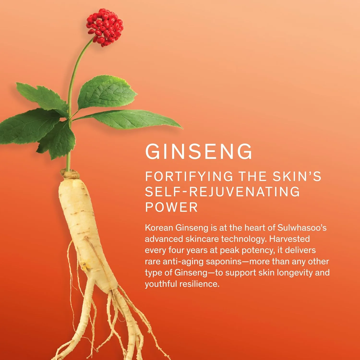 Sulwhasoo Concentrated Ginseng Rejuvenating Cream - антивозрастной увлажняющий крем с корейским женьшенем, пептидами, производным витамина C и скваланом — фото 3