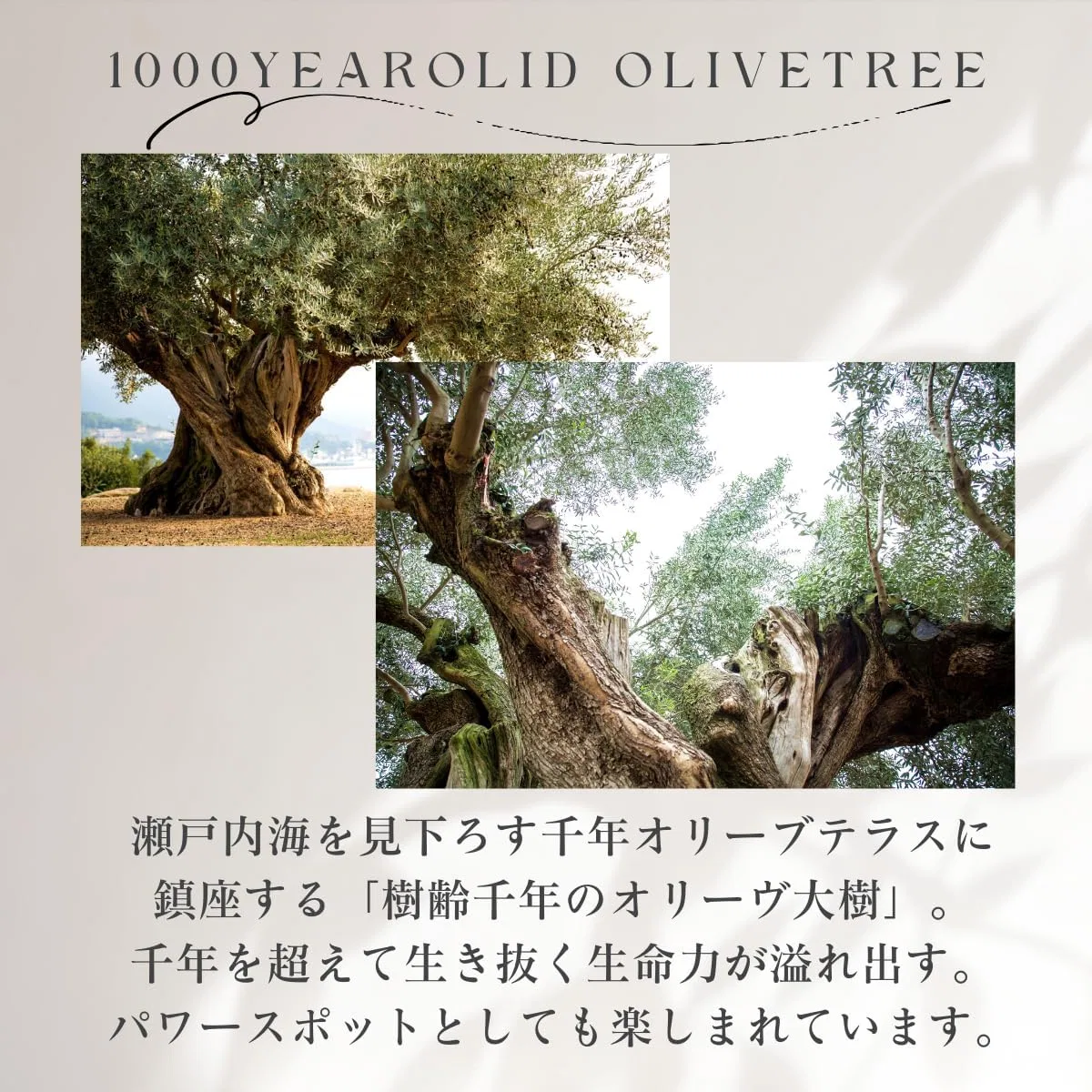Сыворотка для лица увлажняющая Olive no Mori, 30 мл — фото 2