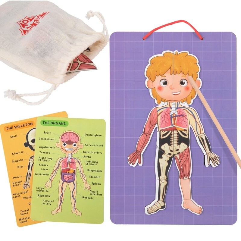 

Tooky Toy Деревянный магнитный пазл Наука Анатомия человека 78 шт.