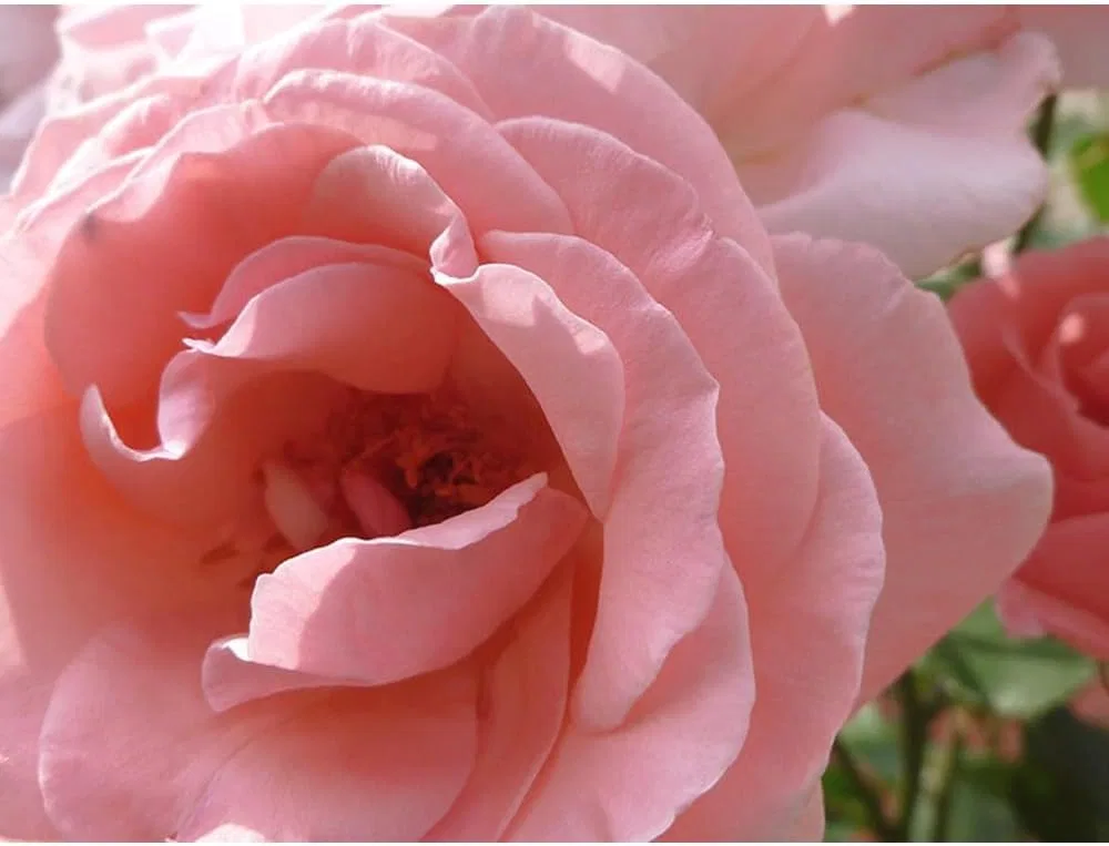 Молочко для умывания — Молочко очищающее Mawar Rose, 150 мл — фото 4