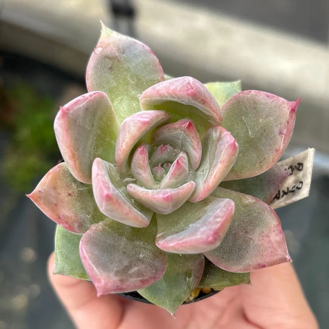 Сыворотка — Для лица Christmas x Taurus x Mascaras Pulled Seedling