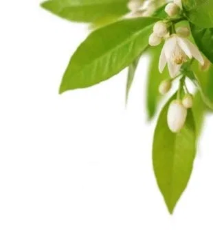Гидролат нероли Dragonspice Naturwaren 5000 мл Dragonspice Naturwaren