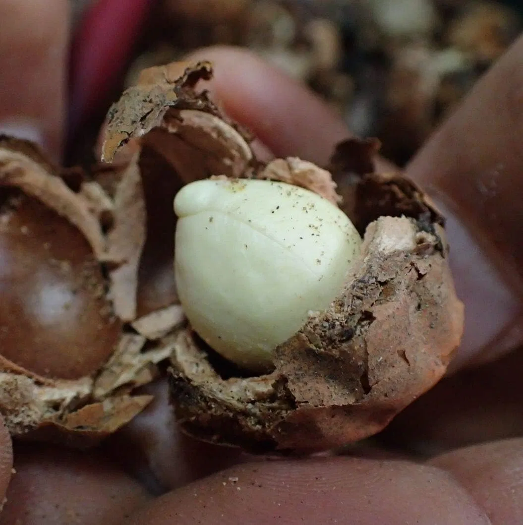 Масло для лица Nauhiaherb Ishigakijima Tamanu Oil 30 мл — фото 3