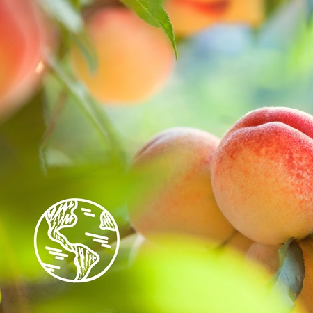 Нежный гель для душа Le Petit Marseillais White Peach BIO & Nectarine BIO Bio, 250 ml — фото 3