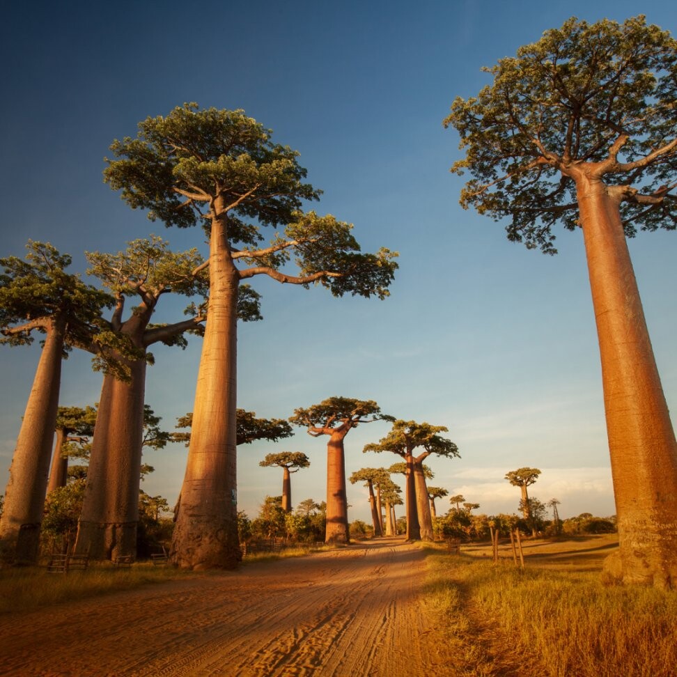 Ureshii Baobab Supreme Восстанавливающая маска 1000мл Ureshii Professional — фото 3