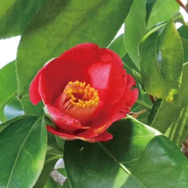 Масло для лица Camellia Carrier Oil Rabbit Therapy 500 мл — фото 2