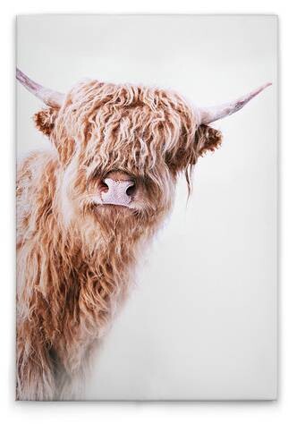

Картина на холсте A.S. Création Highland Cattle 2 цвет weissbraunbeige