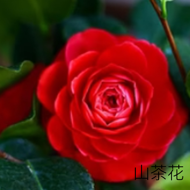 CHANEL Крем для лица n°1 red camellia увлажняющий 50g — фото 4