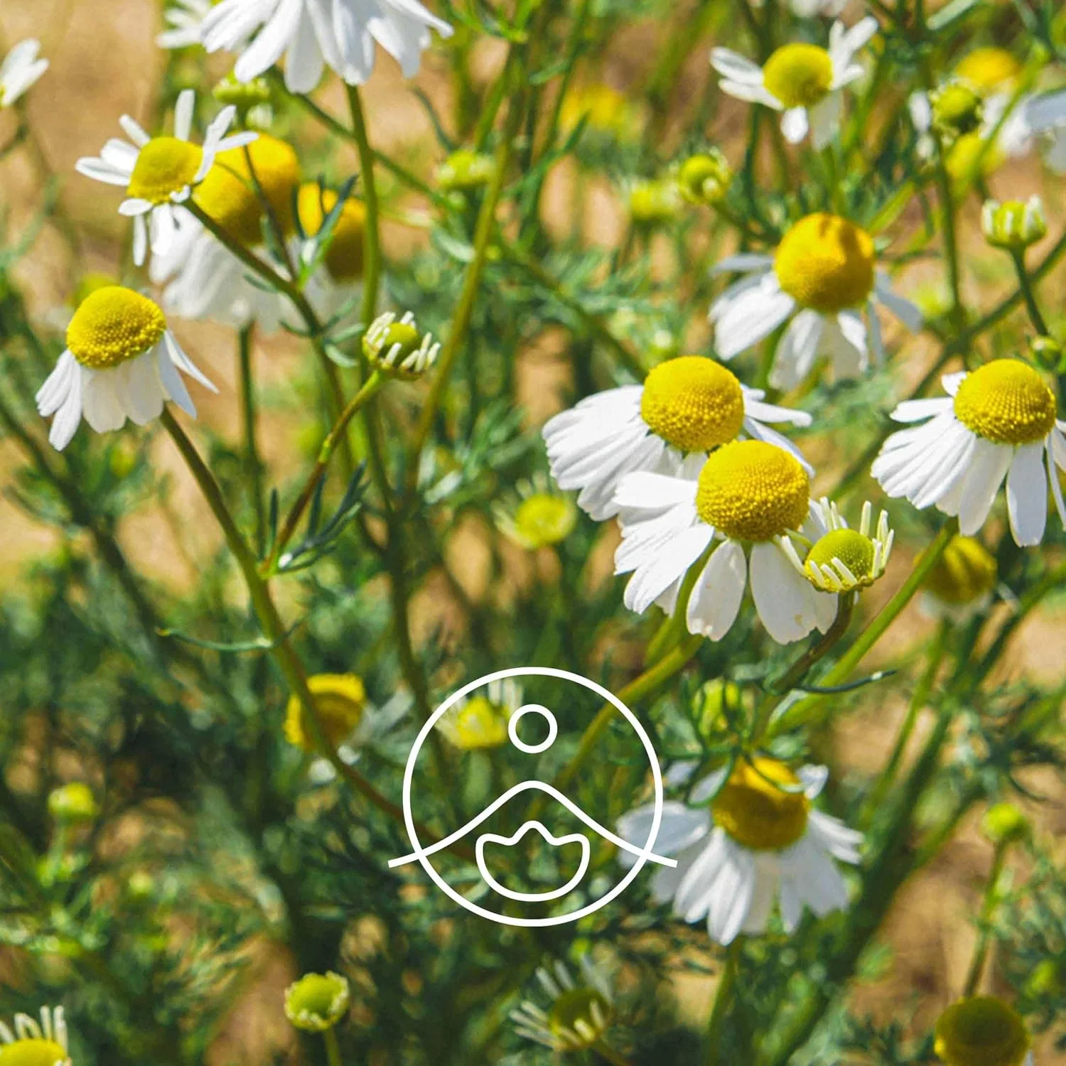 Тоник Florihana — Organic German Chamomile Floral Water, 500 мл — фото 2