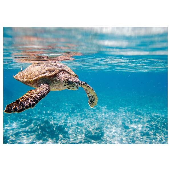 

Фреска A.S. Création Traveling Turtle, синий