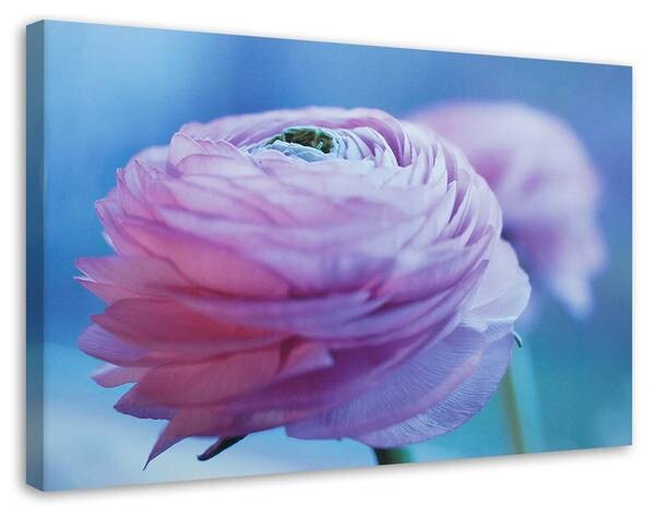 

Фреска Feeby Pfingstrose Blume Natur, фиолетовый