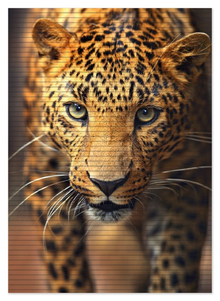 

Коврик для душа Wallario, нескользящий коврик, коврик для ванной, коврик для ног, леопард крупным планом во время бега, размер примерно 70 х 50 см, коричневый