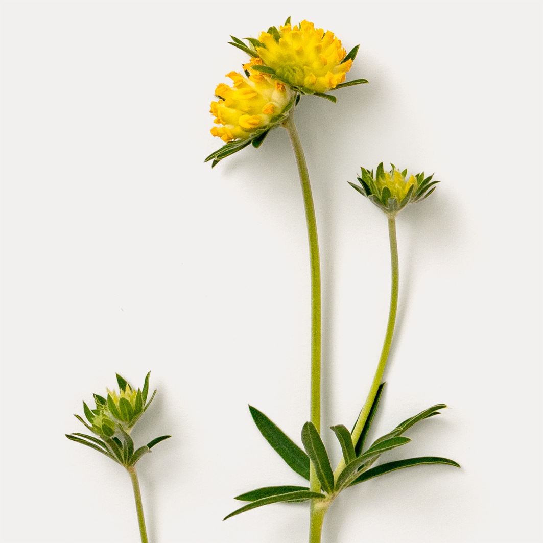 Корректор coverstick Dr Hauschka, 1 - natural, вес 1.9 гр. — фото 4