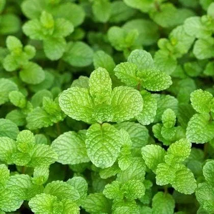 Масло для лица Japan Institute Of Kampo Medicine — Масло перечной мяты, экстракт, , Research, 10 мл