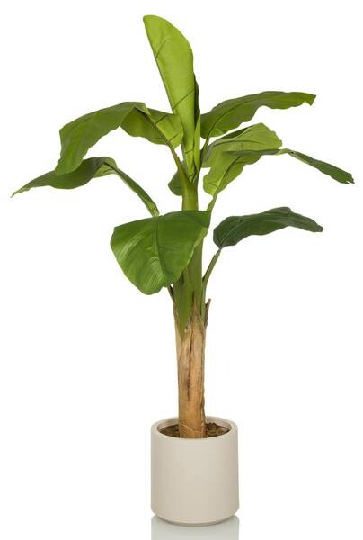 

Декоративное растение hjh OFFICE BANANE I, зеленый