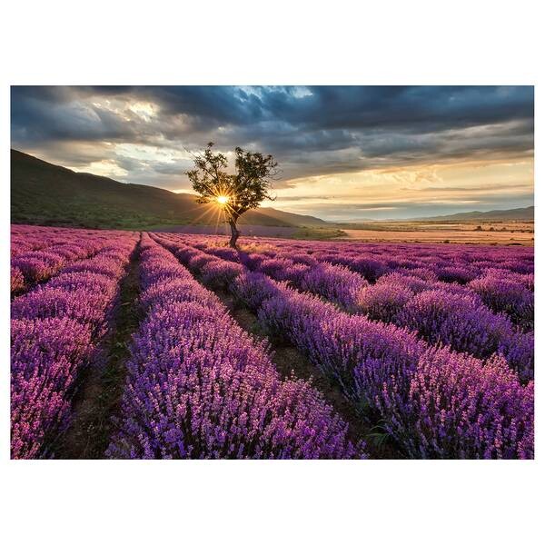 

Картина на холсте A.S. Création Lavender Fields, фиолетовый
