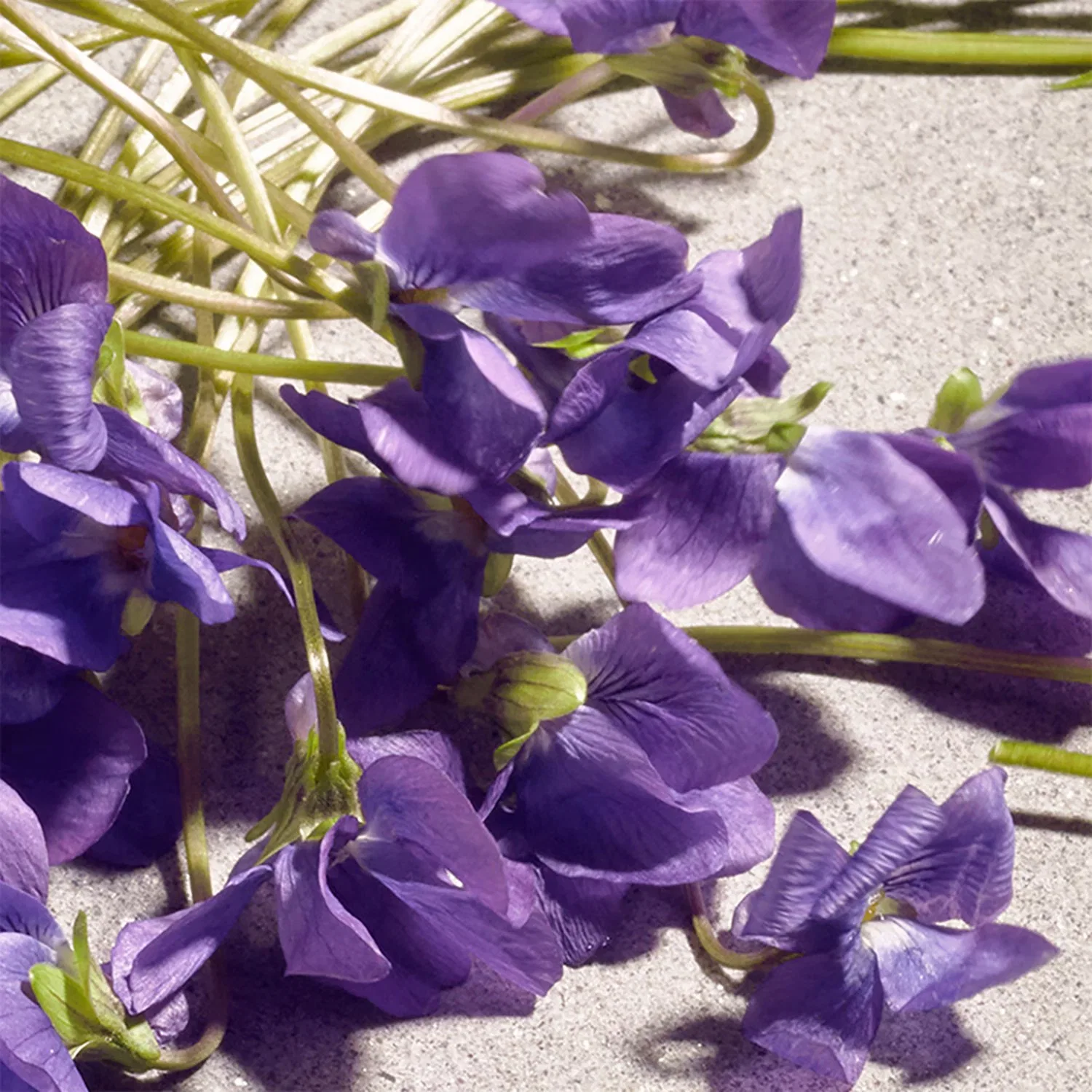 Туалетная вода 75 мл с нотами фиалки, черной смородины и ванили DOLCE & GABBANA, Violet — фото 4