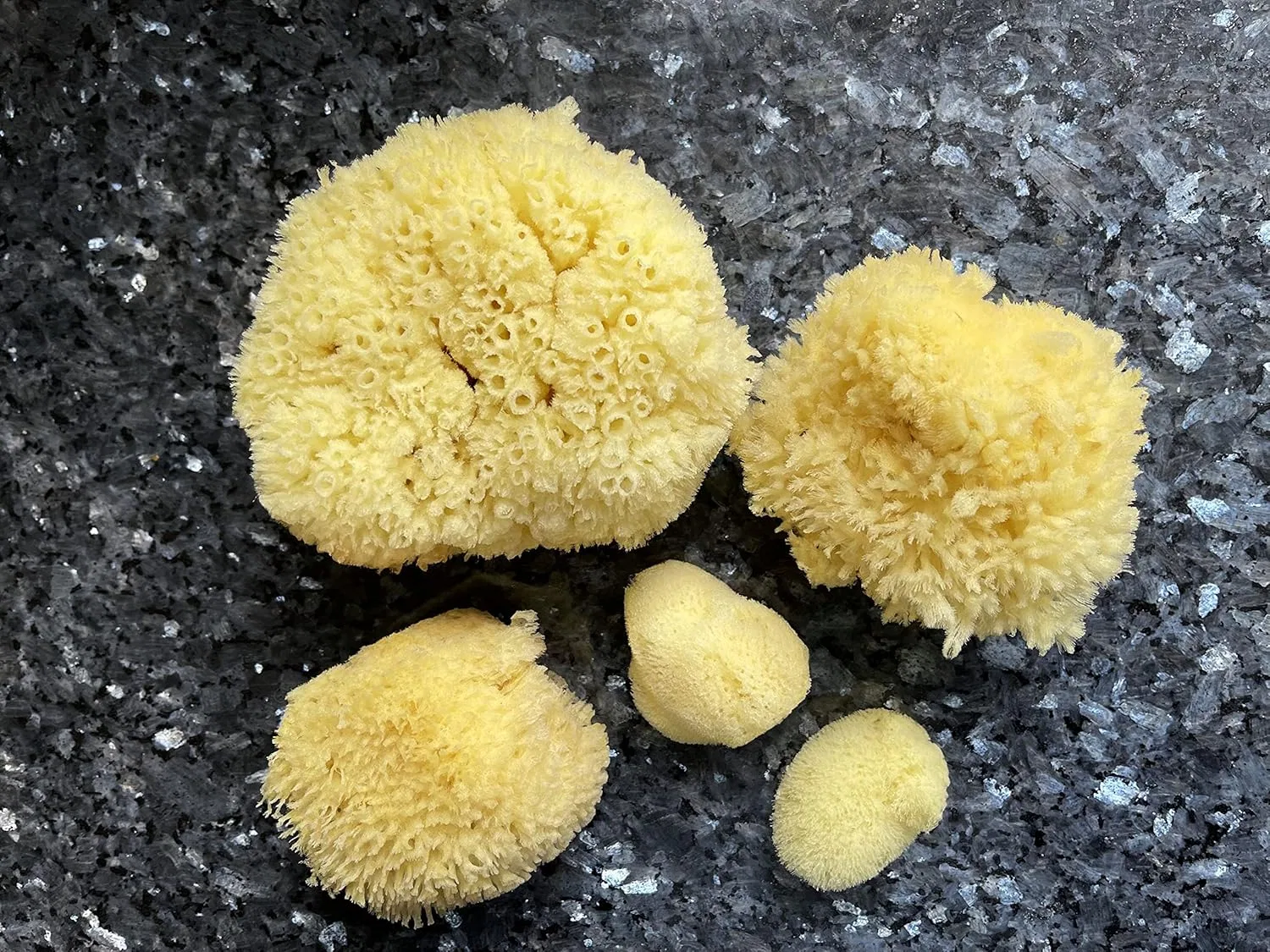 Натуральные морские губки для ванны, 5 шт, Constantia Beauty, Yellow — фото 4