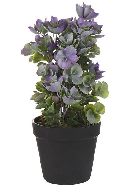 

Декоративное растение Beliani HOUSELEEK цвет schwarz/grün/violett