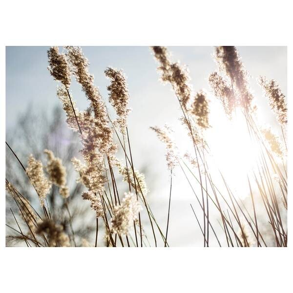 

Картина на холсте A.S. Création Natur Pampas Grass цвет blau /beige