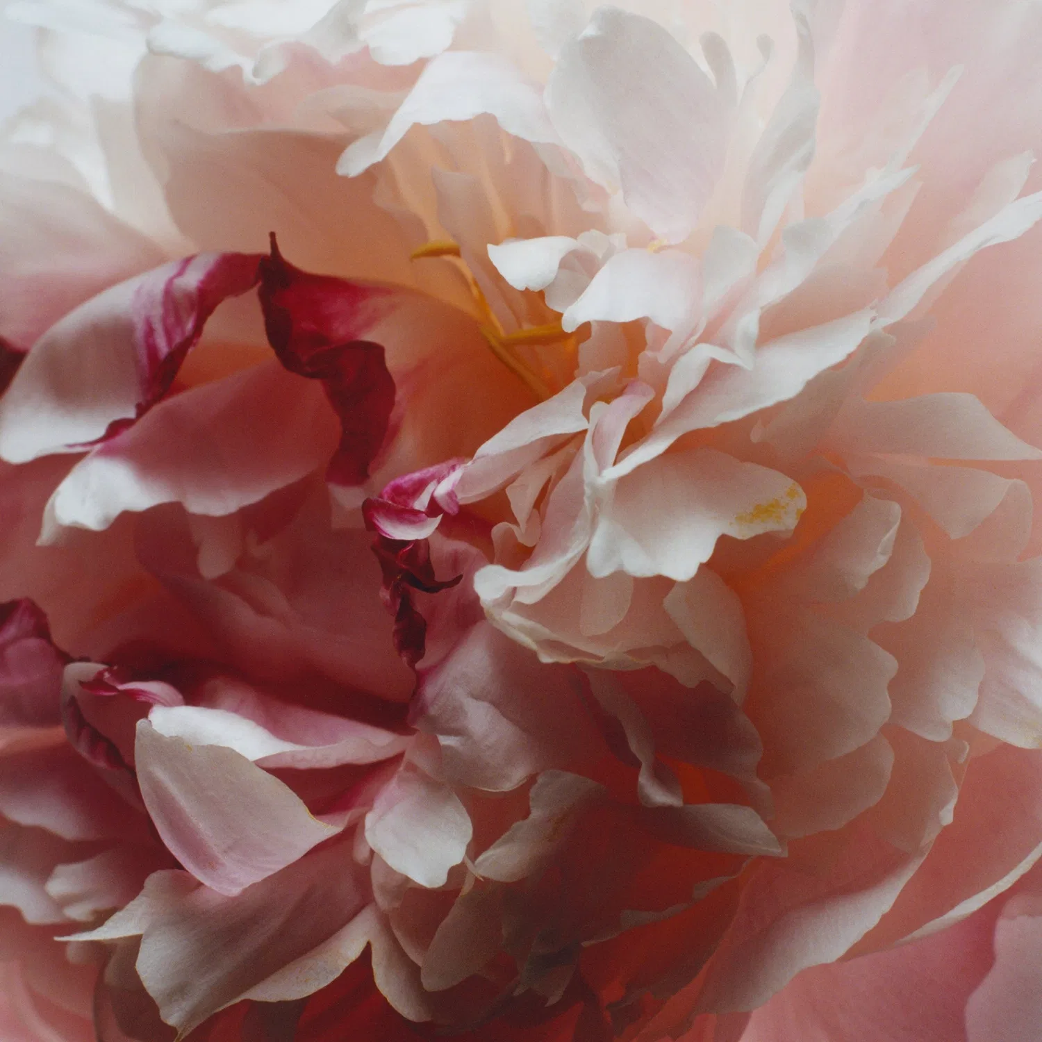 Парфюмерная вода Peony & Blush Suede, 9 мл, Jo Malone London — фото 3