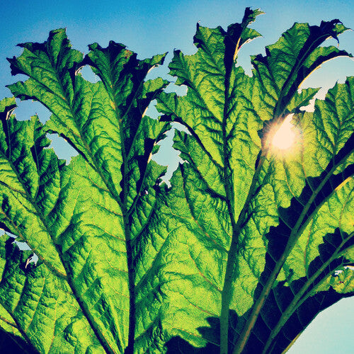 

Виниловая пластинка Pfarmers: Gunnera