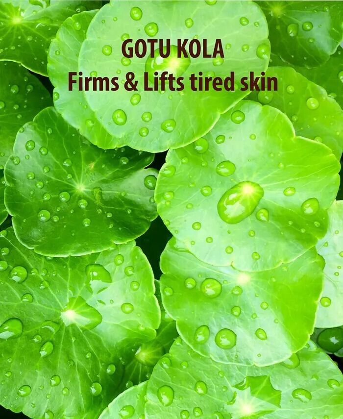 Sundari Gotu Kola And Sacred Lotus Лосьон от целлюлита Sundãri — фото 3
