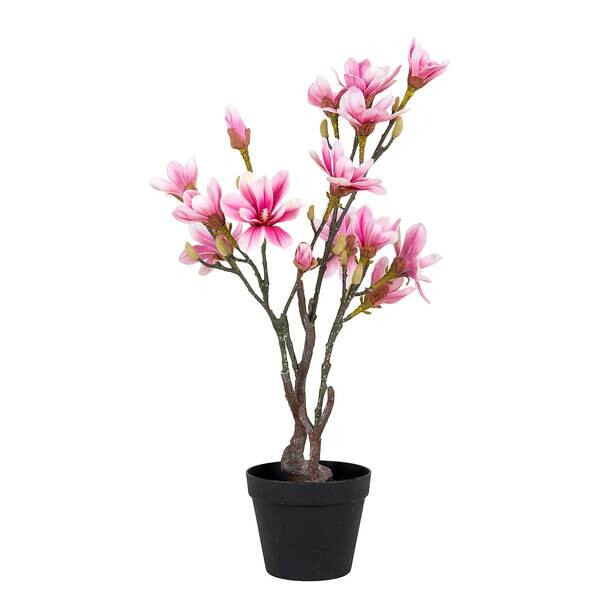 

Декоративное растение Norrwood Magnolia цвет schwarz/rosa
