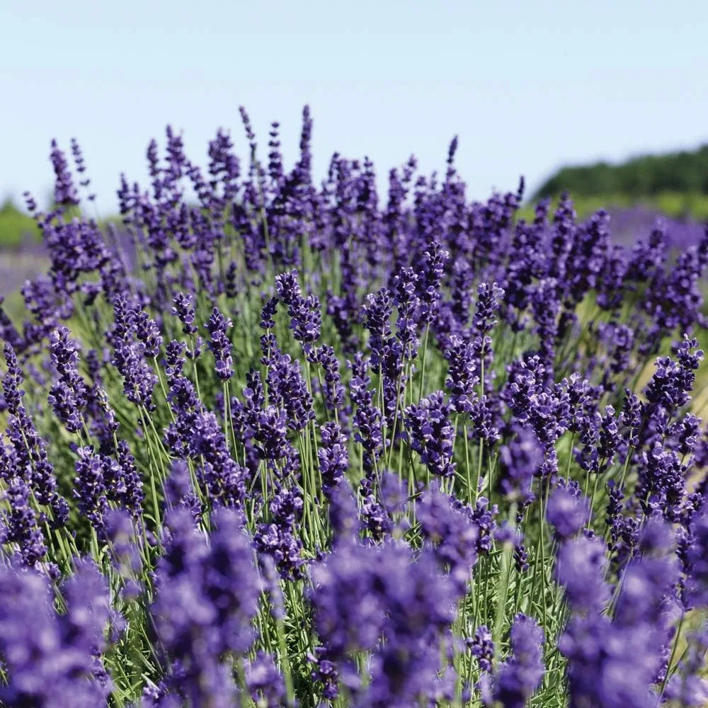 Лосьон для тела ароматический Neal's Yard Remedies 200 мл — фото 2